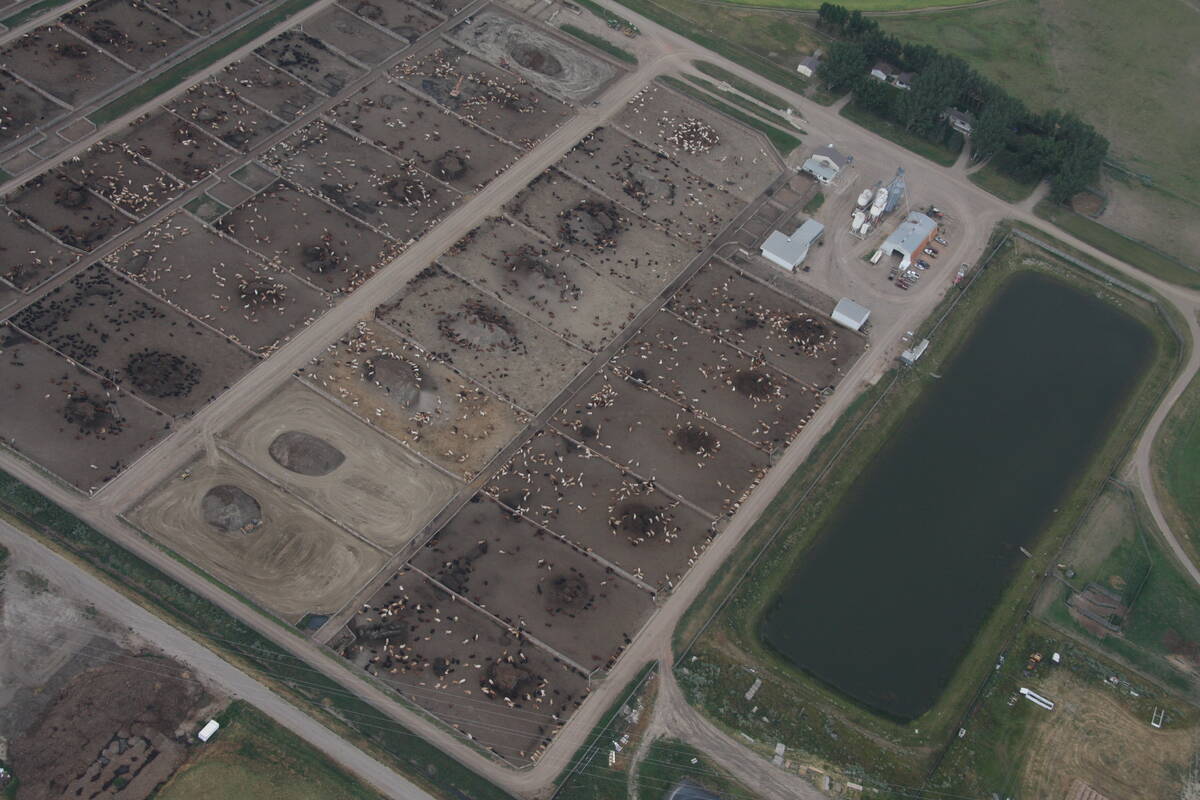 An aerial view of the pens in a cattle feedlot.