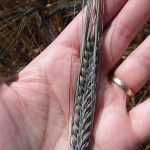 A newly-developed black barley plant sits on a man's hand.