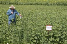 A man stands in the middle of a pea crop plot speaking into a microphone to an unseen audience.