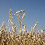 A low angle photo of ripe wheat plants against a blue sky background.