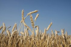 A low angle photo of ripe wheat plants against a blue sky background.