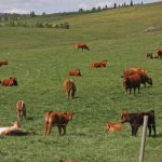 Cattle graze in a lush green pasture surrounded by a barbed wire fence.