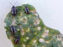 A canola cotyledon shows damage from flea beetles feeding.