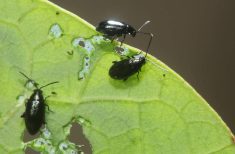 A close-up photo of several flea beetles damaging the leaf of a canola plant.