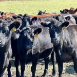 A herd of black cattle in an outdoor pasture stare at the camera.