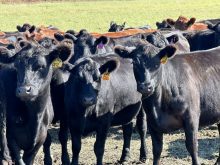 A herd of black cattle in an outdoor pasture stare at the camera.
