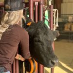 Brianna Elliot places a Gallagher eShepherd collar on a cow for her virtual fencing trial.