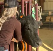 Brianna Elliot places a Gallagher eShepherd collar on a cow for her virtual fencing trial.