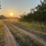 Two dirt tracks worn in the grass show where vehicles have driven between two clumps of trees in a country field as the sun sets in the distance.