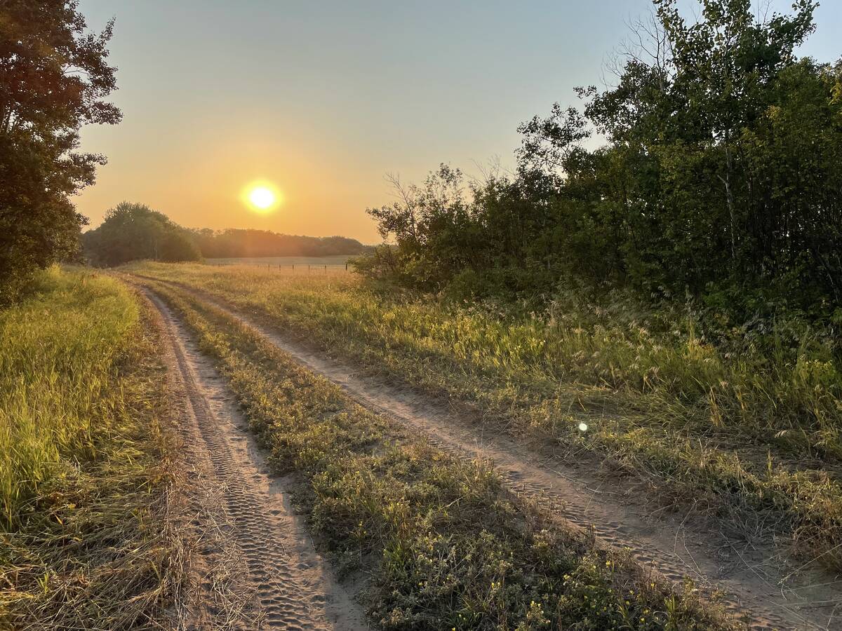 Two dirt tracks worn in the grass show where vehicles have driven between two clumps of trees in a country field as the sun sets in the distance.
