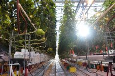 Greenhouse sales hit $2.7 billion in Canada