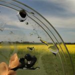 Close-up of sclerotinia "mushrooms" in a petrie dish with a blooming yellow canola field in the background.