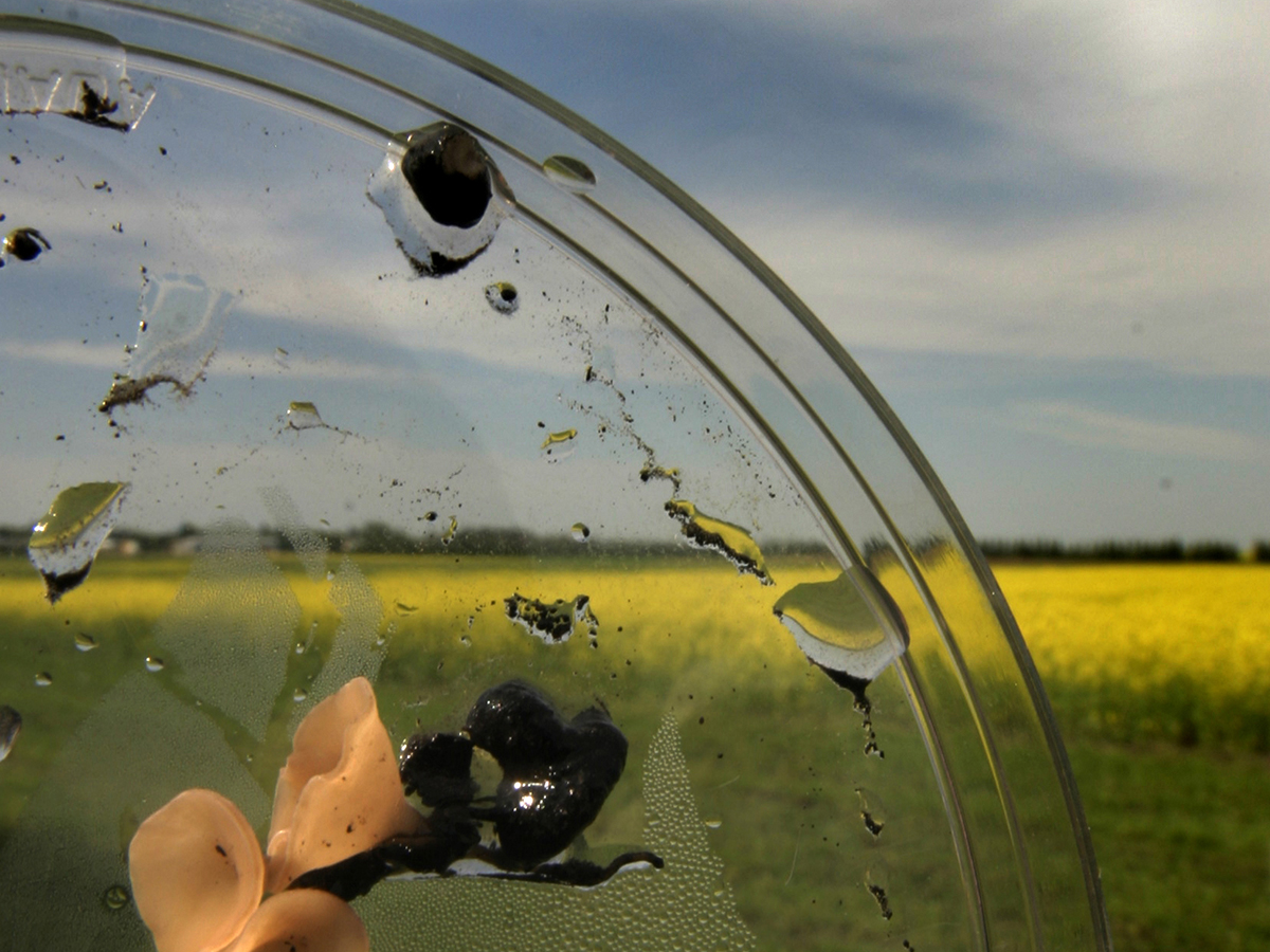 Close-up of sclerotinia "mushrooms" in a petrie dish with a blooming yellow canola field in the background.