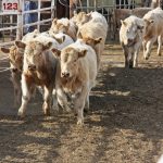 A group of cattle run down a laneway at an auction.