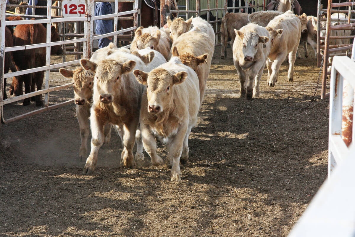A group of cattle run down a laneway at an auction.