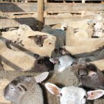 Sheep stand in a crowded pen at an auction.