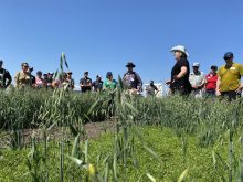 A researcher talks to producers at a field day.