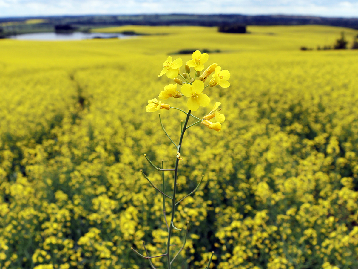 Close-up of a single canola plant in full bloom held up against a background of a canola field in bloom.
