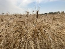 A ripe crop of wheat near Selkirk, Manitoba.
