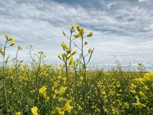A lone blooming canola plant rises above the rest of the crop.