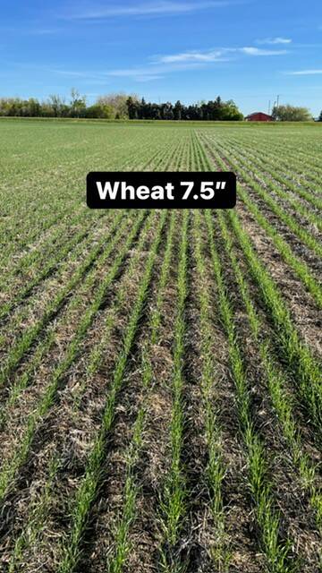 A photo of a growing wheat crop as part of a research trial with the photo labelled, "Wheat 7.5.""