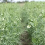 White blooms hang off pea plants in a field.
