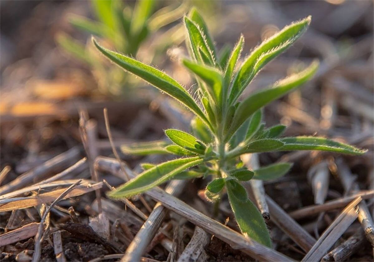 Close-up of a young kochia weed plant in a field.