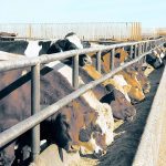 Cattle stick their heads through the fence in a feedlot to eat from a concrete bunk.