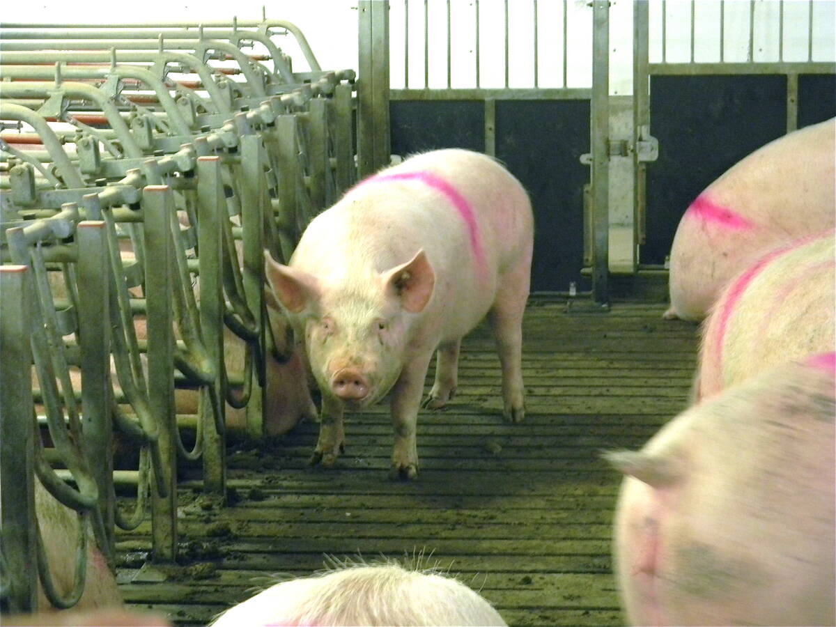 Pigs in an indoor pen.