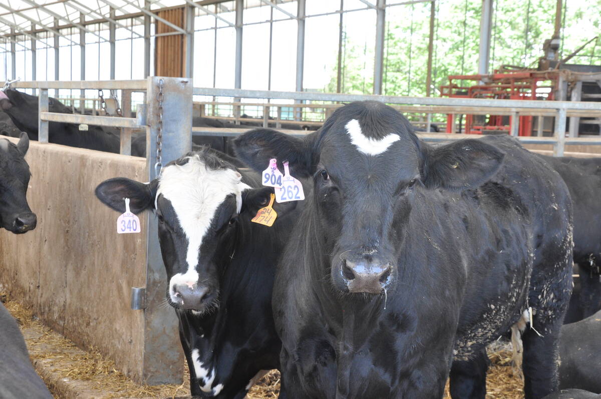 Two cows stand side-by-side in a barn.