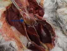 A close-up photo of the chest cavity of a red-tailed hawk, showing its heart and the fluid that had built up around it.