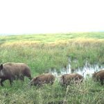 A family of wild pigs trots through a slough.