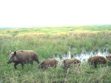 A family of wild pigs trots through a slough.