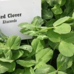 A sign reading "Red Clover - Altaswede" sits amid the crop in a test plot.