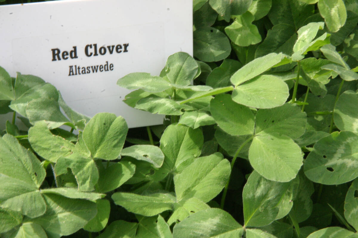 A sign reading "Red Clover - Altaswede" sits amid the crop in a test plot.