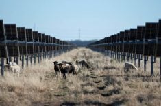 Sheep graze beneath the panels on a large solar farm in Haskell, Texas.