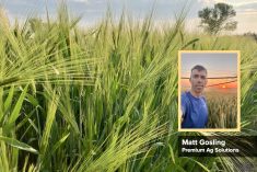 Agronomist Matt Gosling.