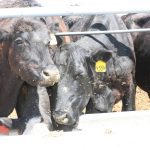 Black cattle in a feedlot linger over the concrete feeding bunk.