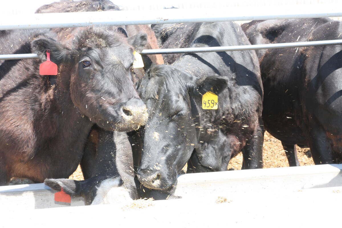 Black cattle in a feedlot linger over the concrete feeding bunk.