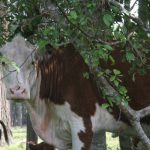 A brown and white cow stares at the camera from behind a twisted tree branch in a pasture.