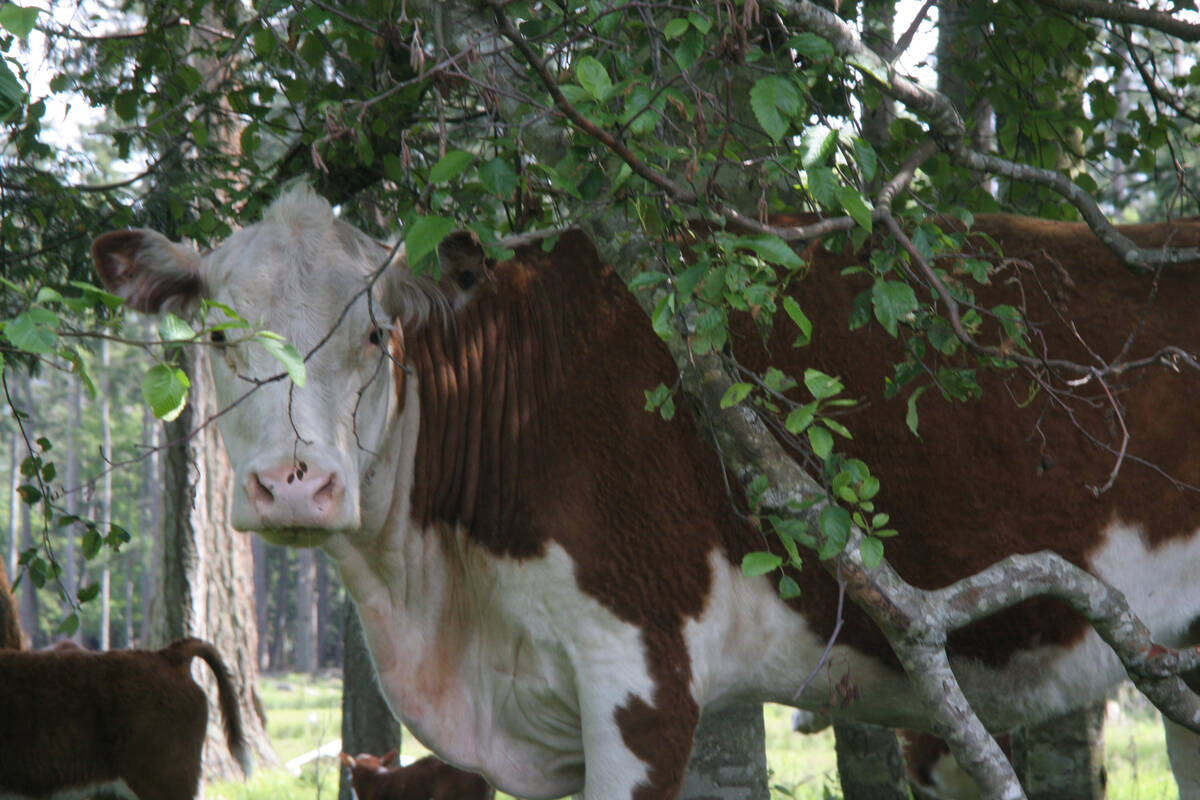 A brown and white cow stares at the camera from behind a twisted tree branch in a pasture.