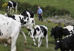 A man in a blue shirt wearing rubber boots walks in a lush green pasture with black and white dairy cattle.