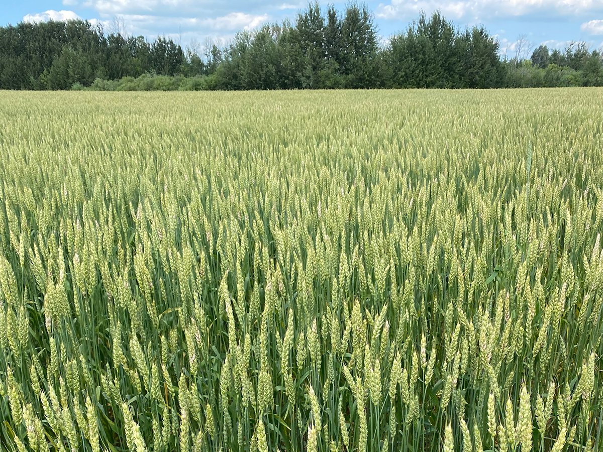 A photo of a green, midge-tolerant wheat crop with some trees in the background.