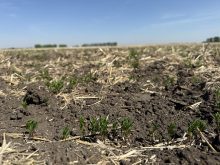 Red lentils poke through the surface of a field southeast of Delisle, Sask.