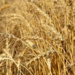 A ripe wheat crop bends in the wind.