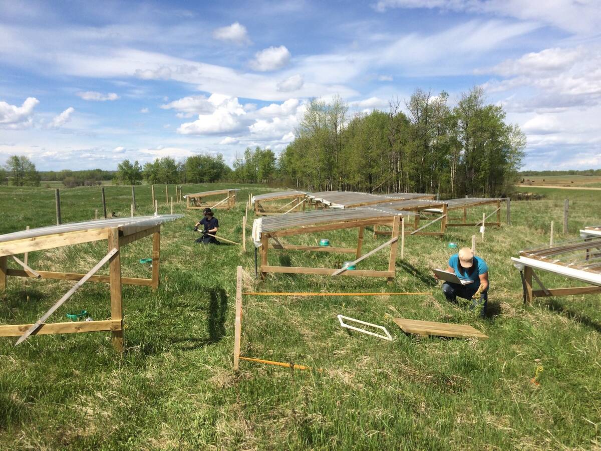 Researchers from the University of Alberta have set up rainout shelters - wooden frames with sheets of clear, rigid plastic mounted on top - to simulate drought conditions at seven locations across Alberta to see how drought affected plant leaves and root biomass.
