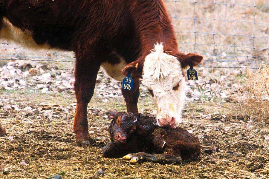 A mother cow licks a newborn calf.