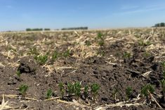 This field southeast of Delisle, Sask., could use some moisture soon to help out the recently-emerged red lentil crop. Photo: Paul Yanko
