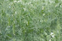 Lush green pea plants with flowers and pods upon them.