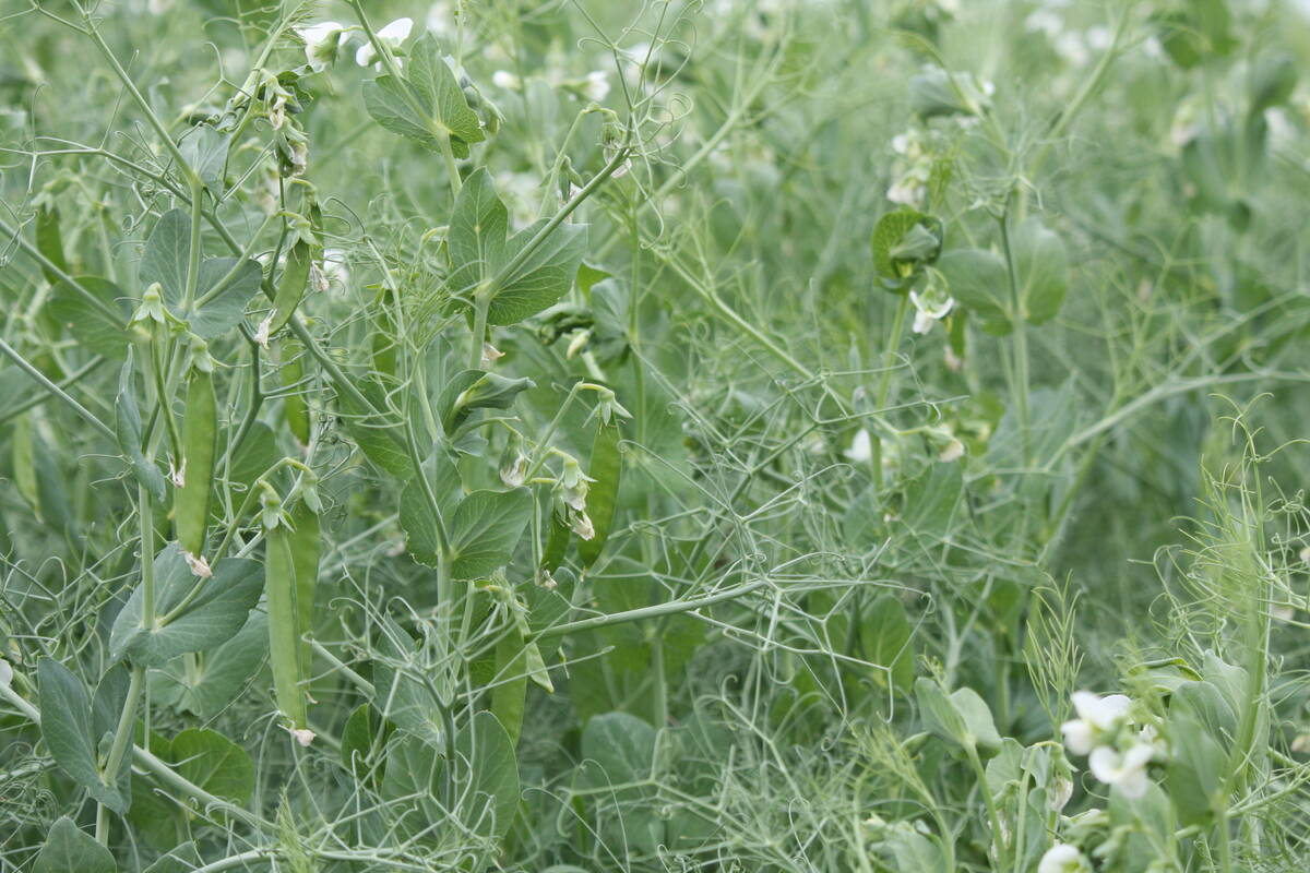 Lush green pea plants with flowers and pods upon them.